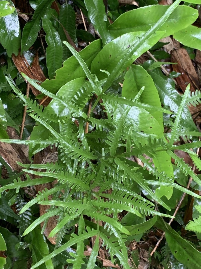 Pteris dimorpha photo 3