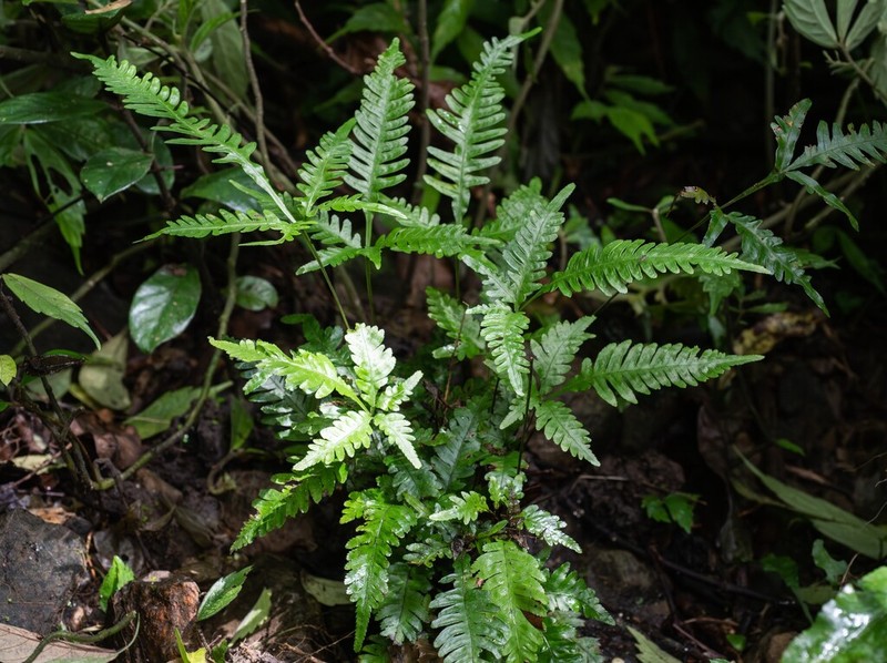 Pteris dimorpha photo 4