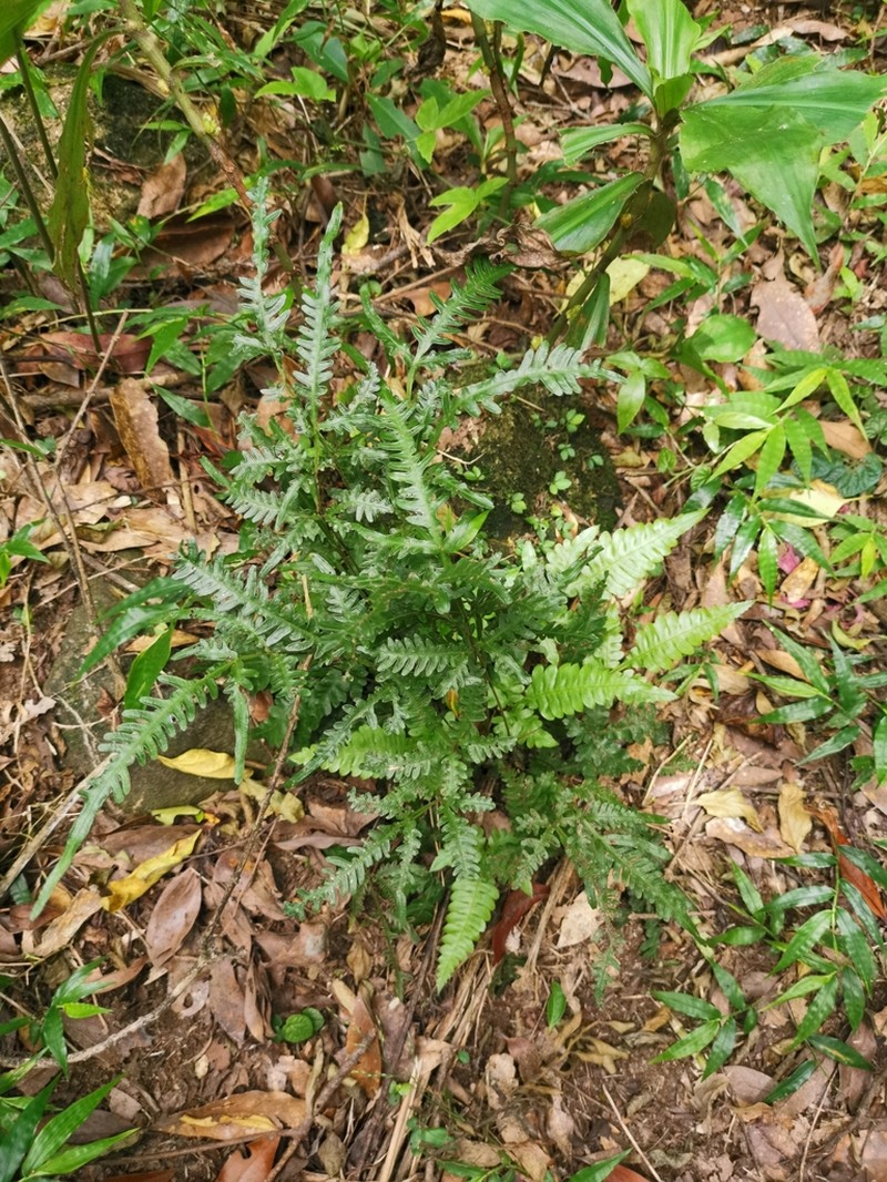 Pteris dimorpha photo 5
