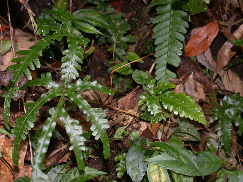 Pteris dimorpha photo 6