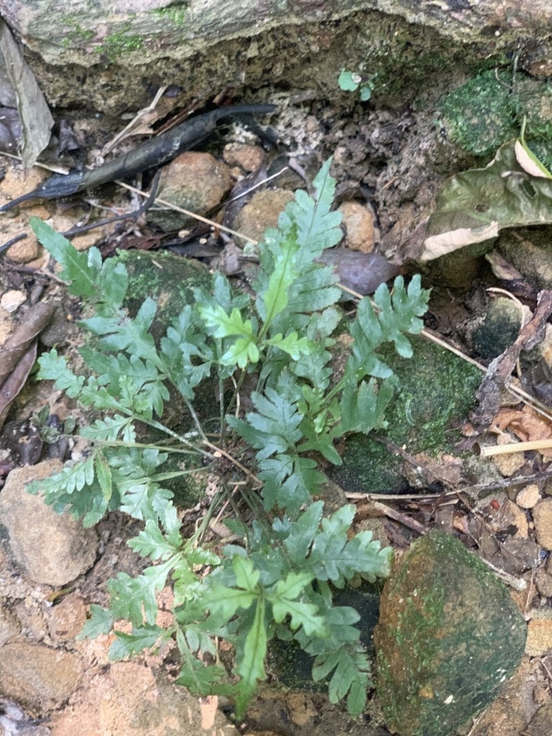 Pteris dimorpha photo 7