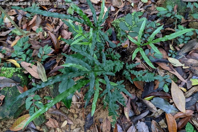 Pteris dimorpha photo 8