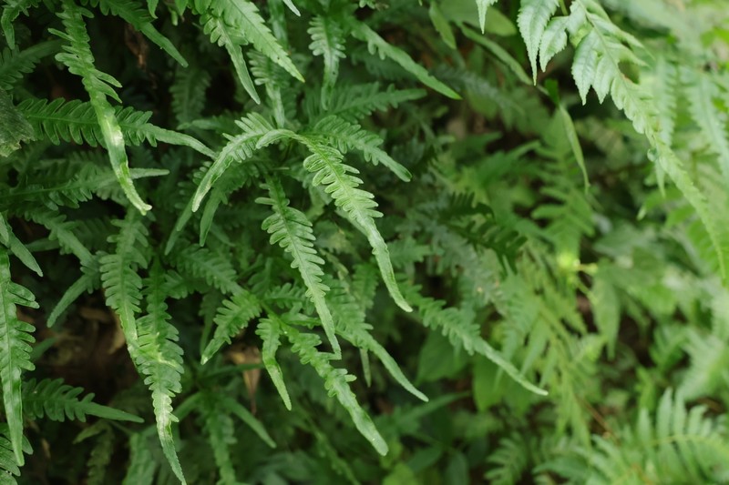 Pteris dimorpha var. metagrevilleana