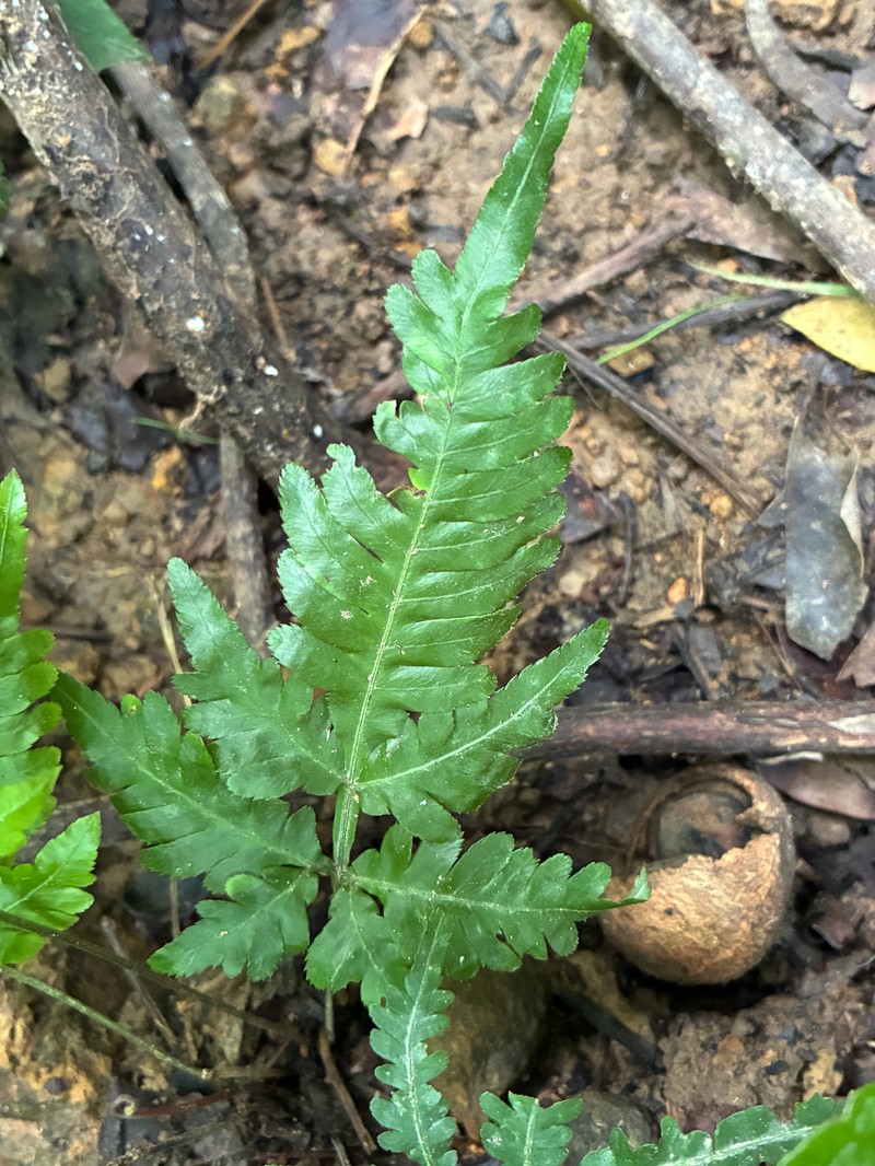 Pteris dimorpha var. metagrevilleana photo 2