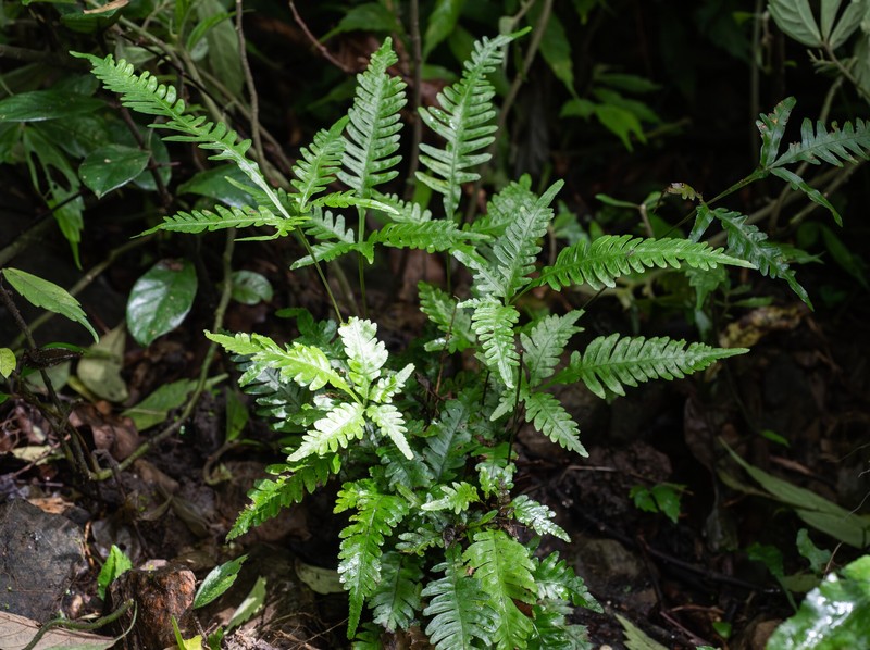 Pteris dimorpha var. metagrevilleana photo 3