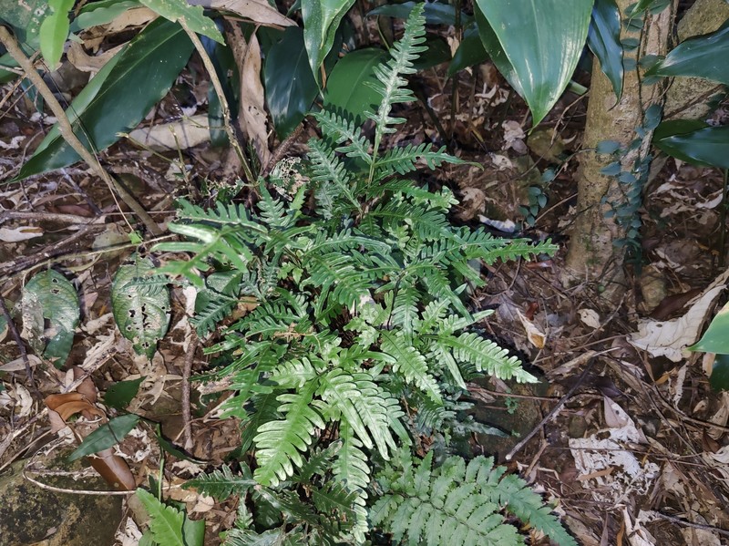 Pteris dimorpha var. metagrevilleana photo 4
