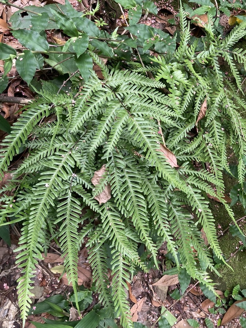 Pteris dispar