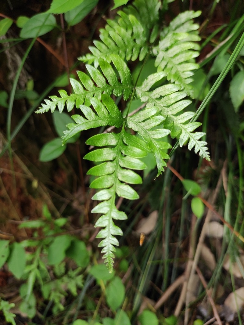 Pteris dispar photo 2