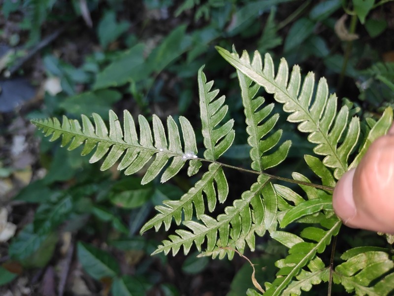 Pteris dispar photo 3