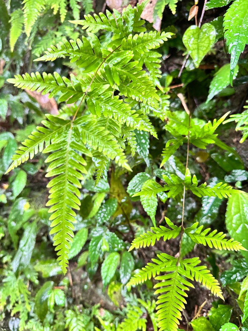 Pteris dispar photo 4