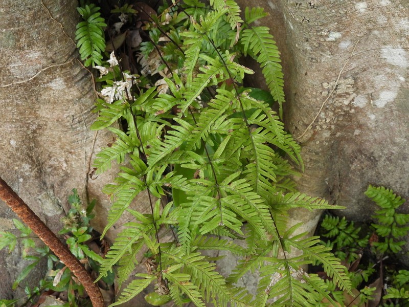 Pteris dispar photo 5