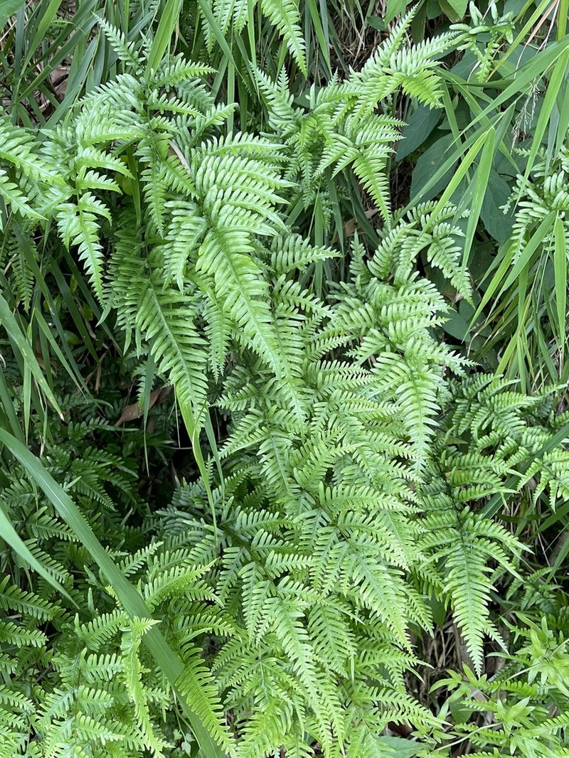 Pteris dispar photo 6