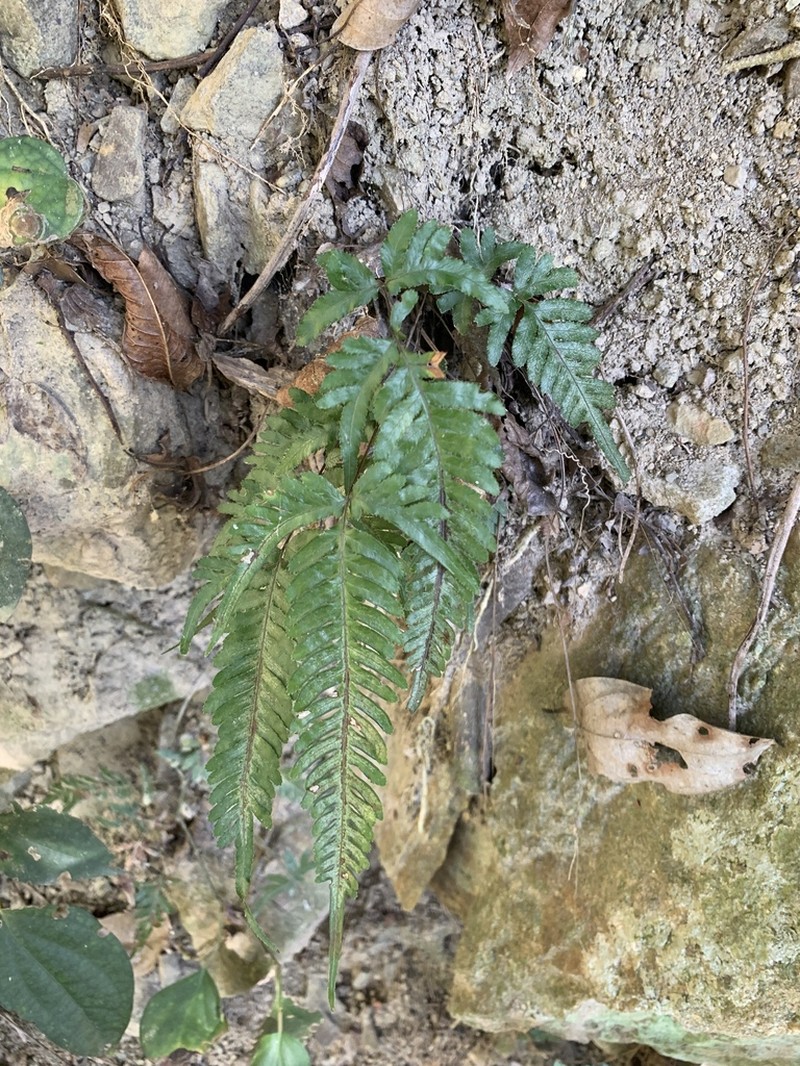 Pteris dispar photo 7