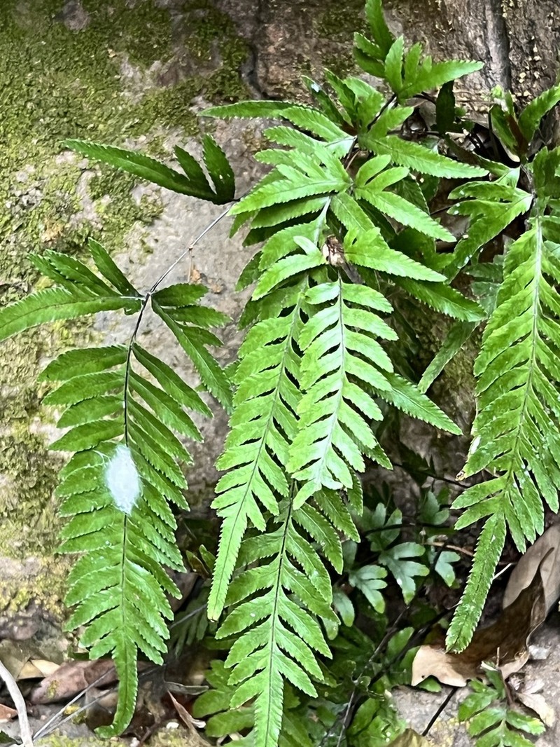 Pteris dispar photo 8