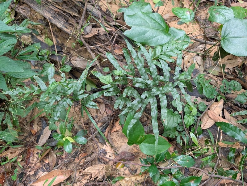 Pteris dissitifolia