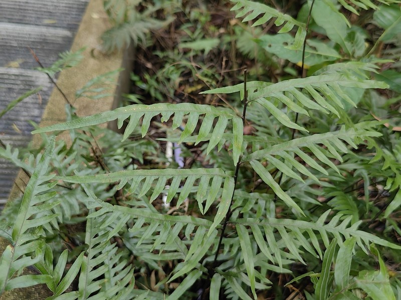 Pteris dissitifolia photo 2