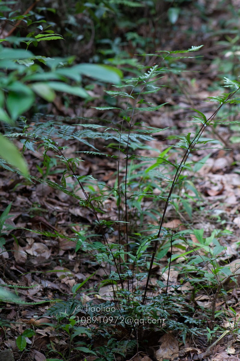 Pteris dissitifolia photo 3