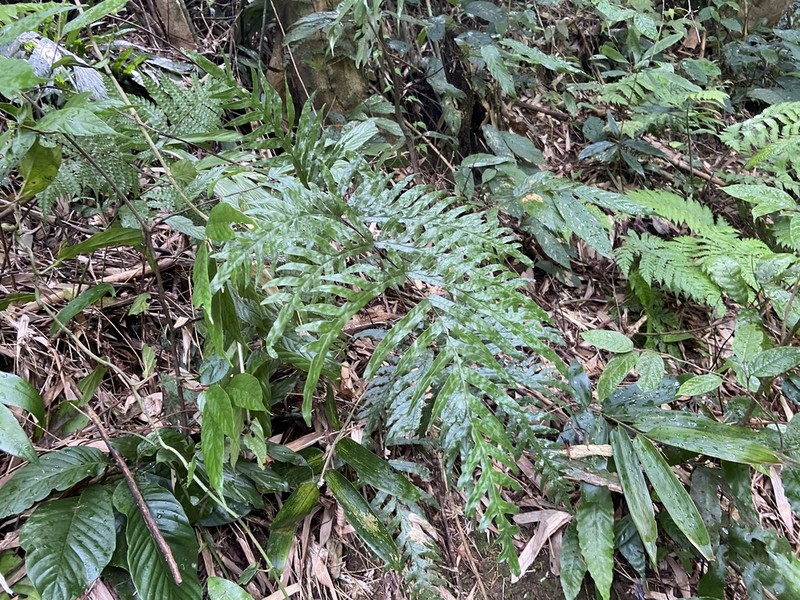 Pteris dissitifolia photo 4