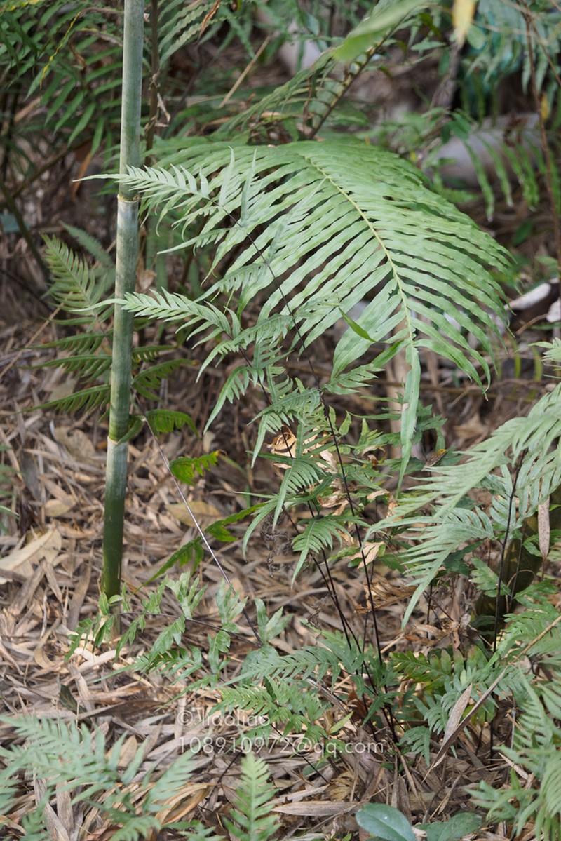 Pteris dissitifolia photo 5