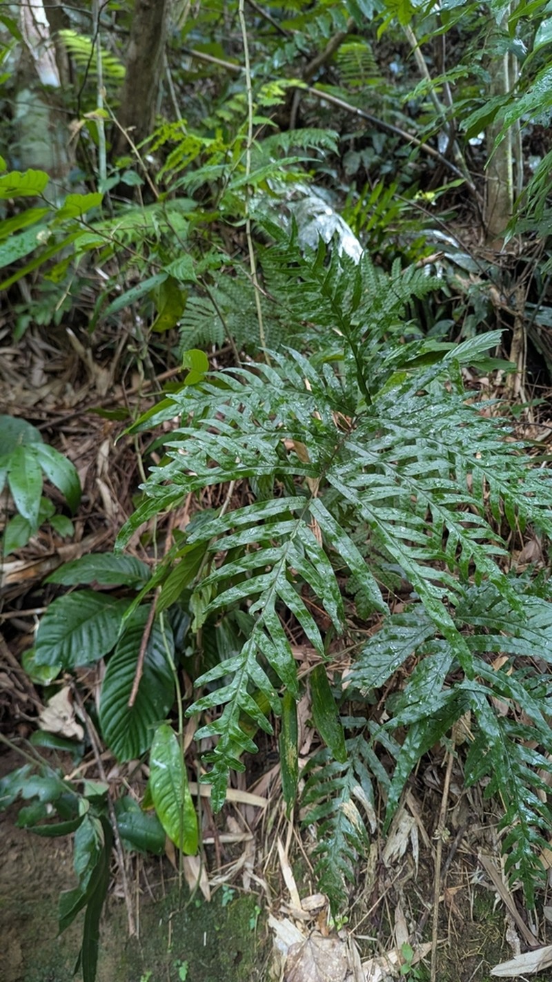 Pteris dissitifolia photo 6