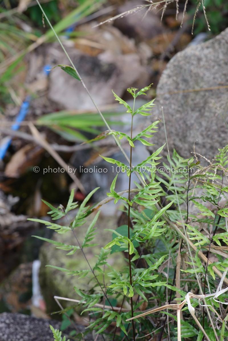 Pteris dissitifolia photo 7