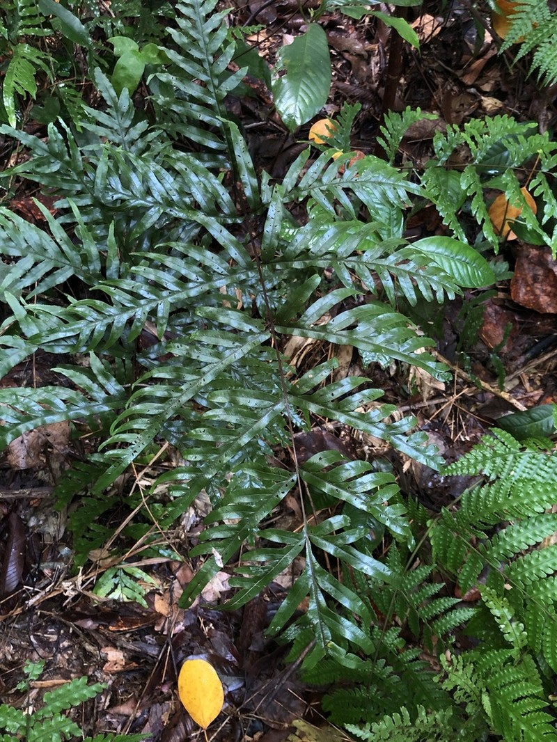 Pteris dissitifolia photo 8