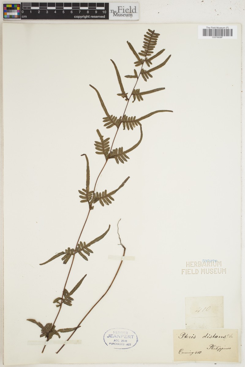 Pteris distans