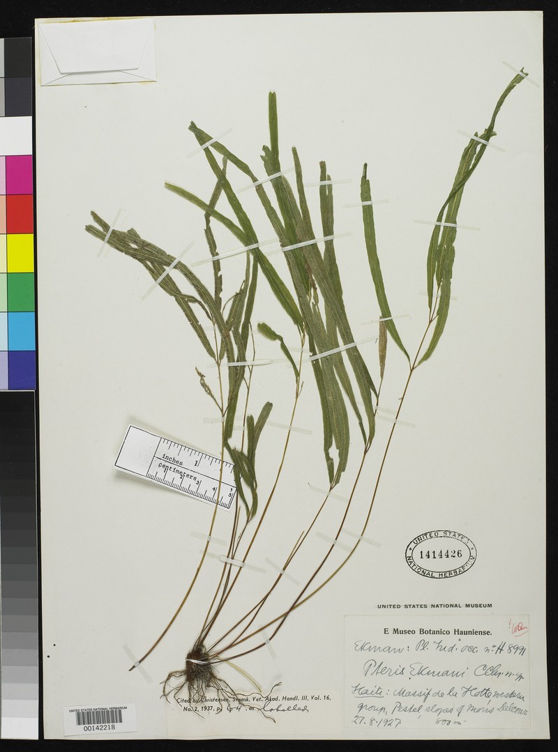 Pteris ekmanii