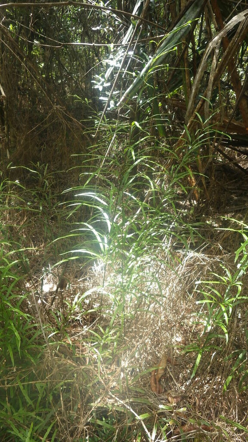 Pteris elongatiloba