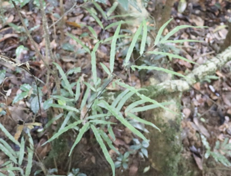 Pteris elongatiloba photo 2