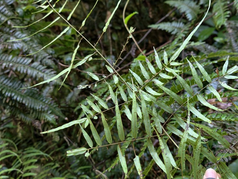 Pteris elongatiloba photo 3