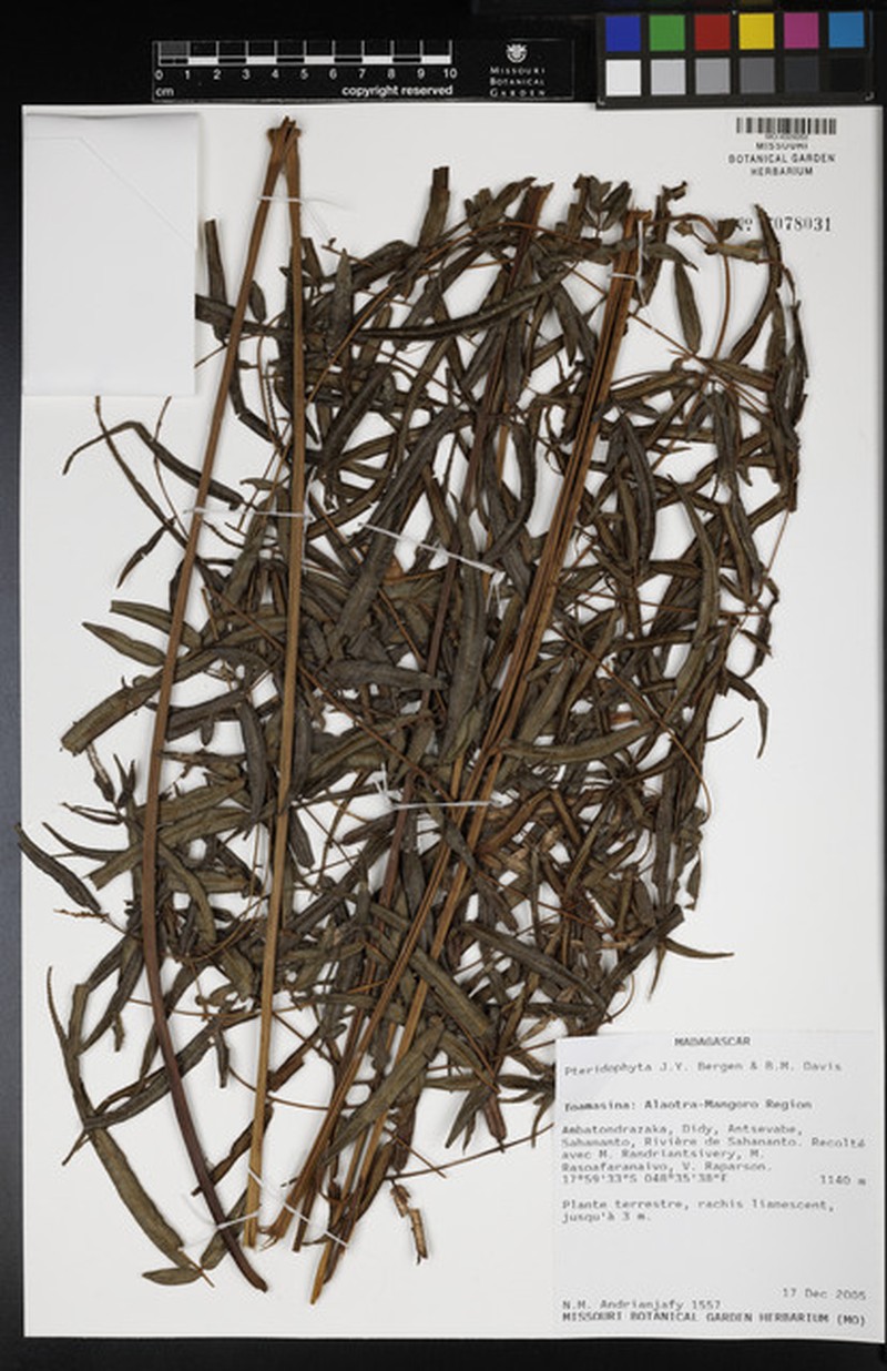 Pteris elongatiloba photo 6