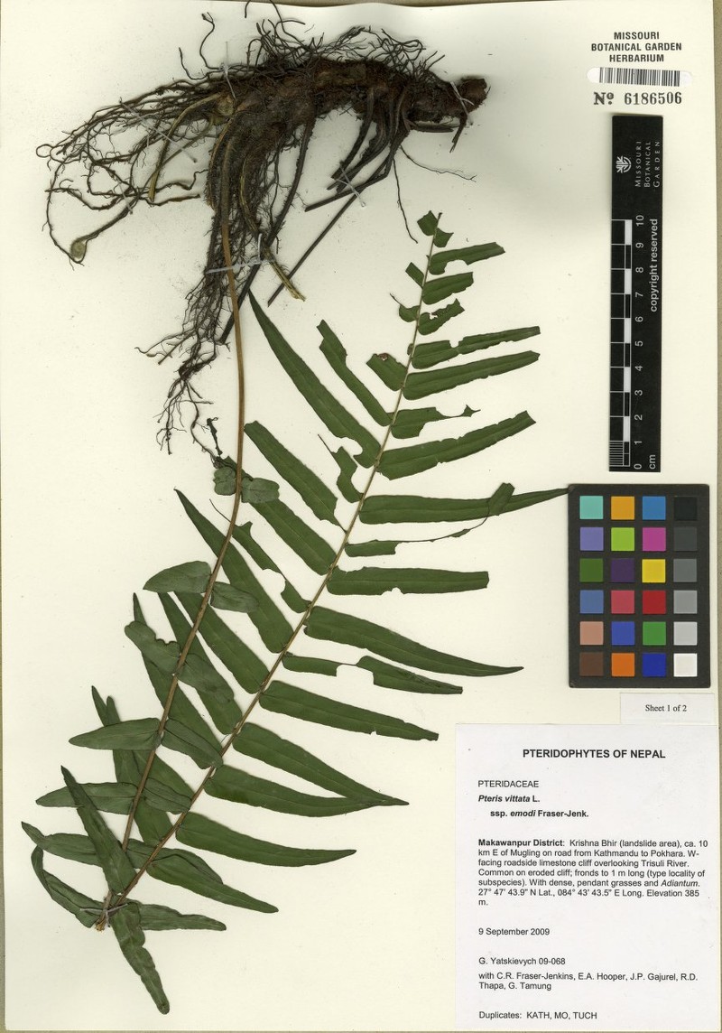 Pteris emodi