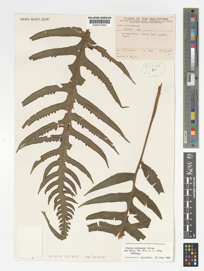 Pteris endoneura photo 2