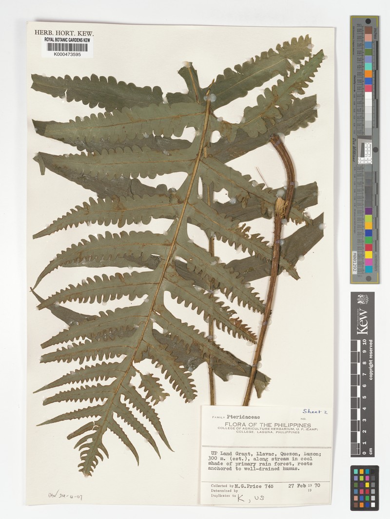 Pteris endoneura photo 3
