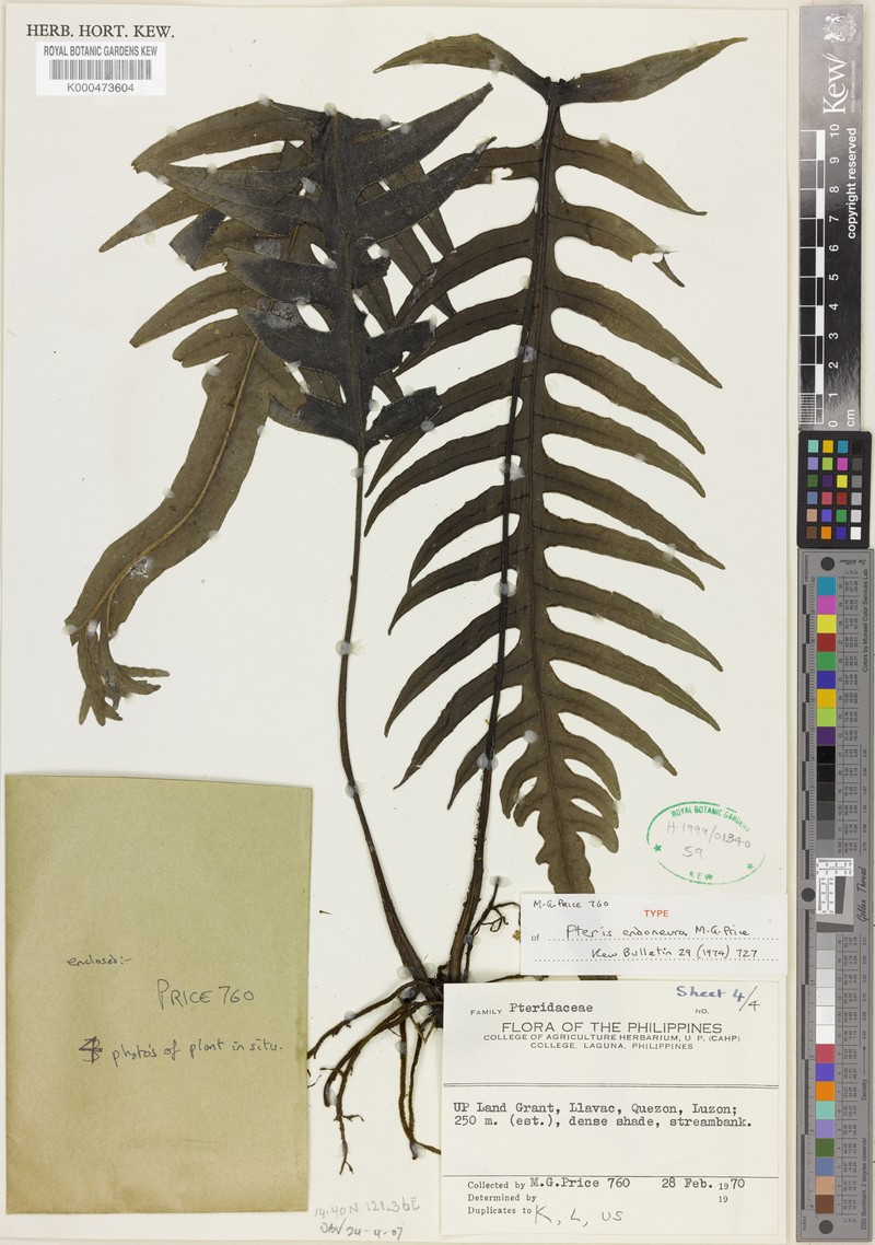 Pteris endoneura photo 4