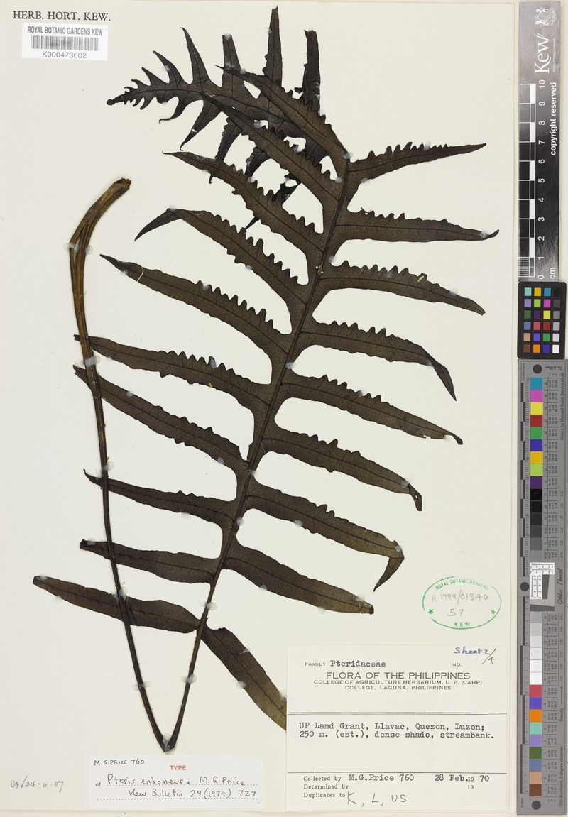 Pteris endoneura photo 5