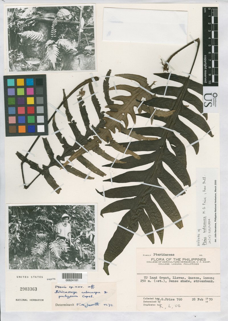 Pteris endoneura