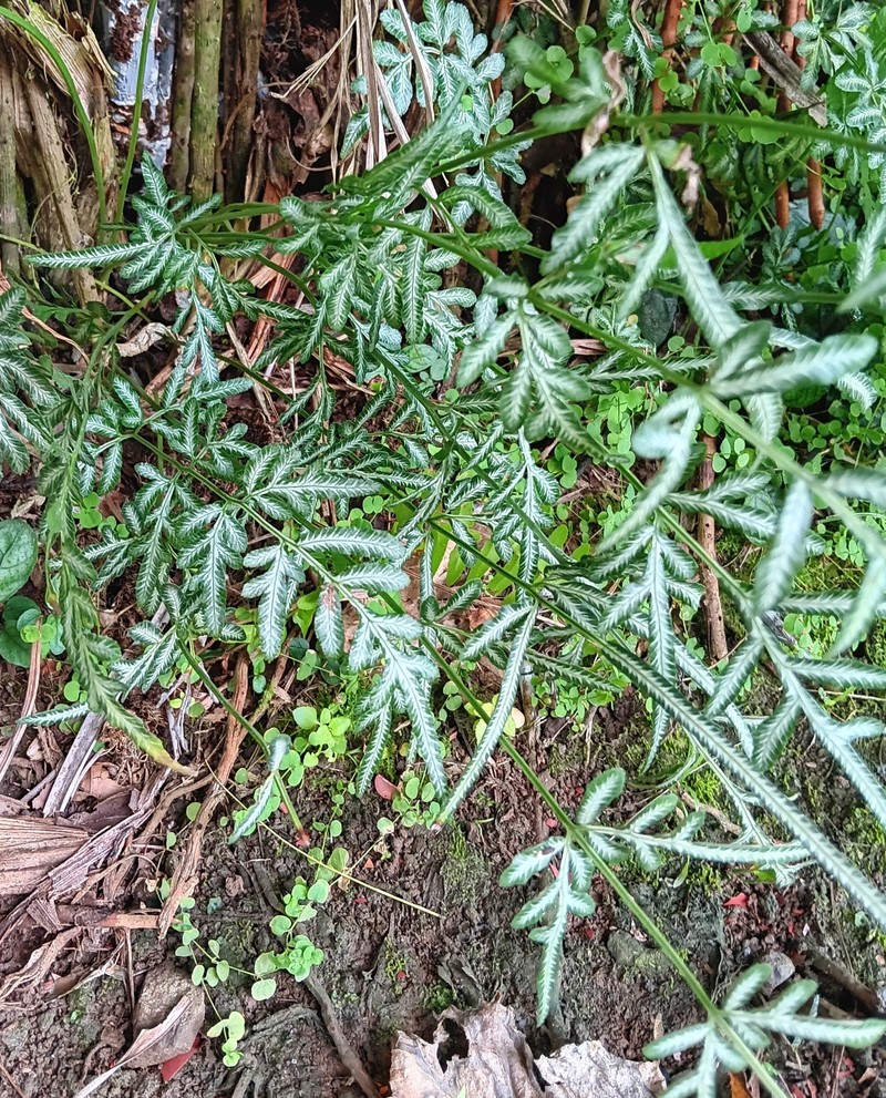 Pteris ensiformis var. ensiformis
