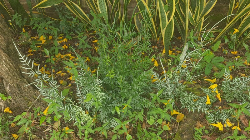 Pteris ensiformis var. ensiformis photo 2