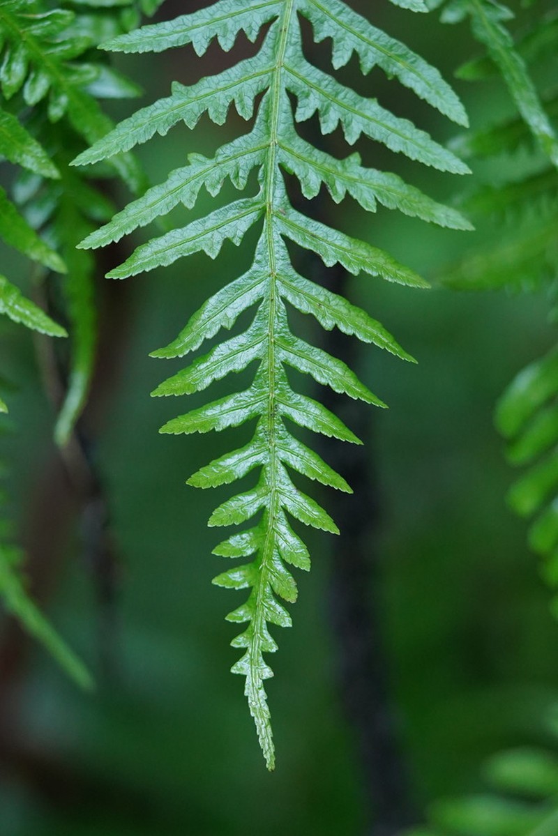 Pteris epaleata photo 2