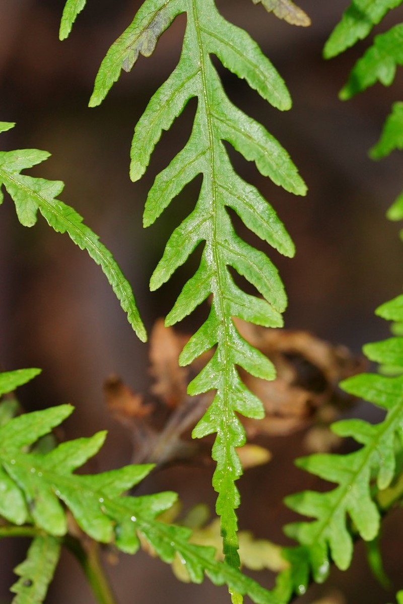 Pteris epaleata photo 3