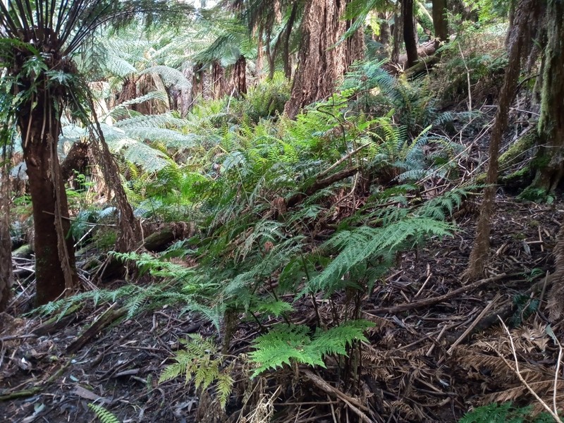 Pteris epaleata photo 4