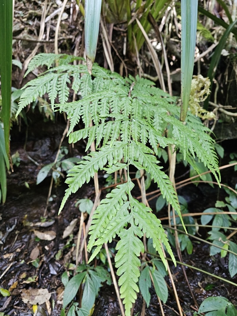 Pteris epaleata photo 5