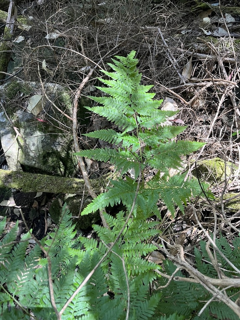 Pteris epaleata photo 6