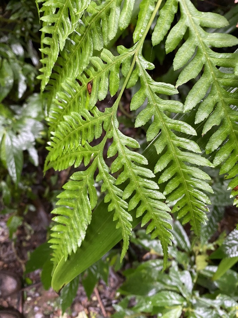 Pteris epaleata photo 7