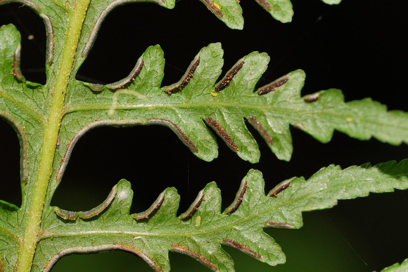 Pteris epaleata photo 8