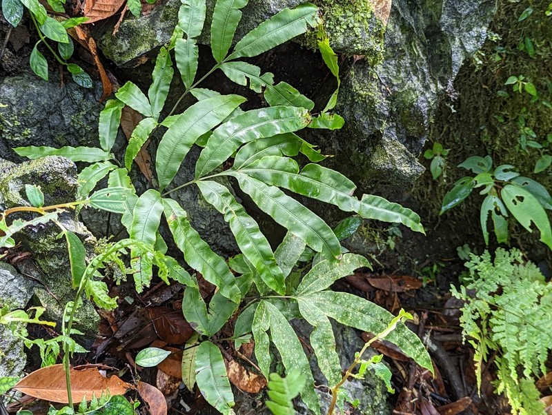 Pteris esquirolii