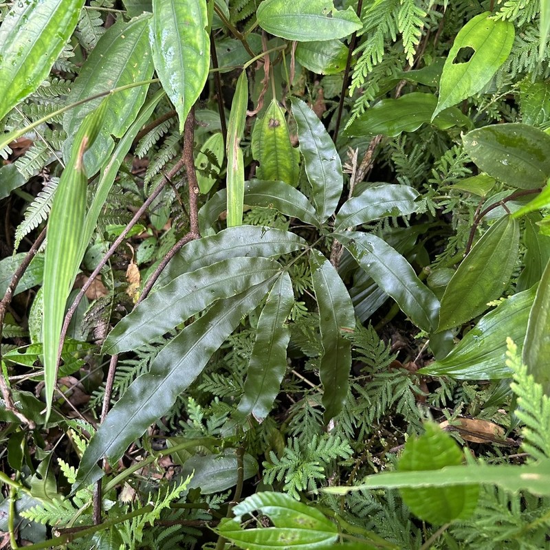 Pteris esquirolii photo 2