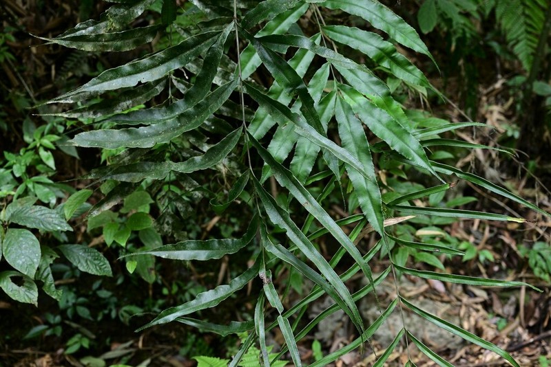 Pteris esquirolii photo 3